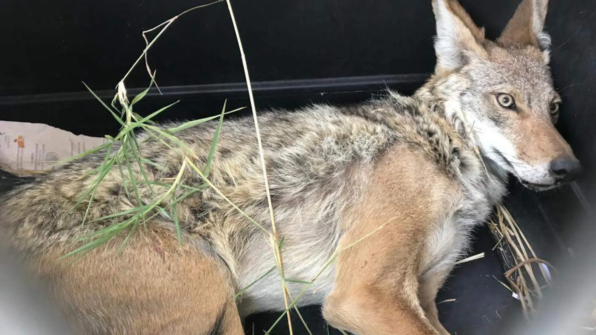 Rescatan a un coyote